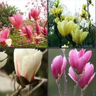 ͥԺ�G��ֲ���S���m�������Ϸ������Nֲ��ľ�t���m�����m�����m��