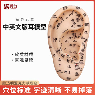 Acupuncture acupoint eardrum skin color lettering auricle traditional Chinese medicine massage ear model teaching aid acupoint specimen in Chinese and English