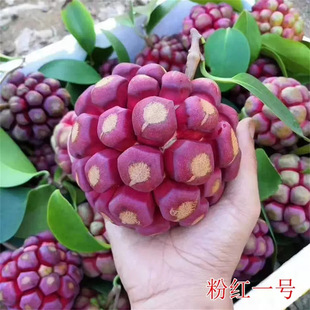 ���ϻ�����ζ���粼���ȴ�Ѫ�ٹ���F���٘����ͺ����ϱ����Nֲ