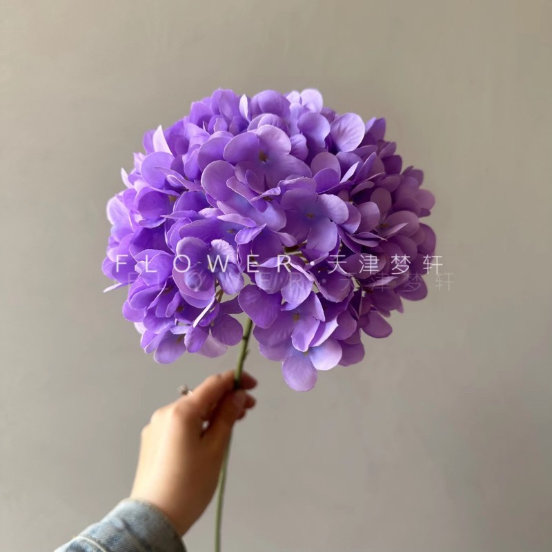 보라색