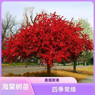 �ļ����Ę���ͥԺ���Դ��͸ߗU�������z���Ļ��ͺ�ֲ�ﱱ�����Ę�