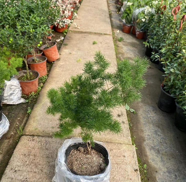 Пушистые растения в горшке Гортензия сосна вода сосновые листья большие саженцы офис Комнатные цветы вечнозеленые зеленые растения маленький бонсай