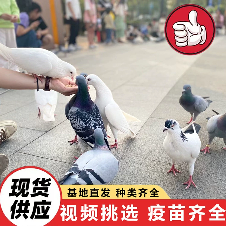 Голуби живых производителей прямых волос