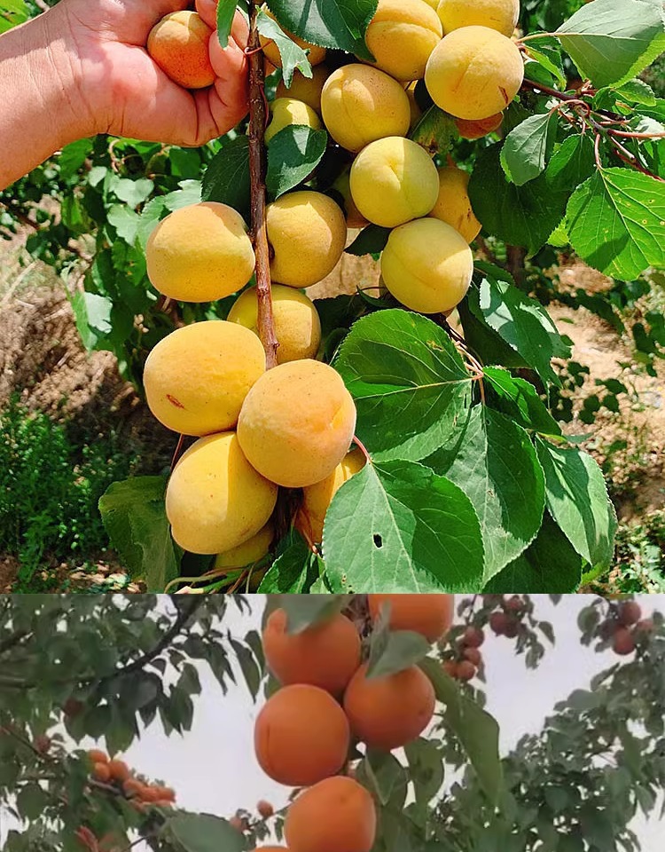 杏树活苗嫁接南北方种植特大凯特巨蜜王帝王甜杏当年结果杏子树苗-阿里巴巴