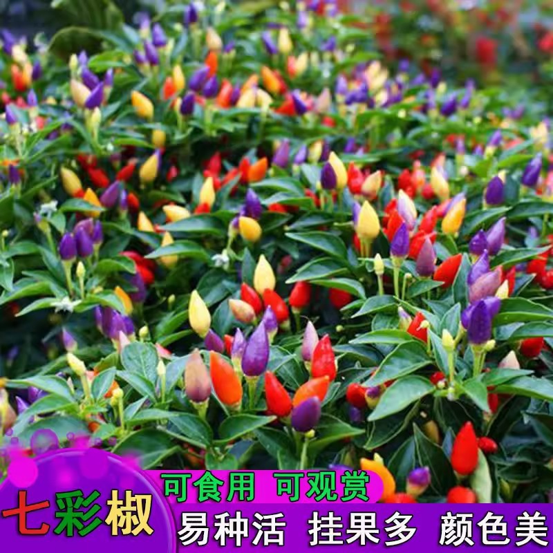 七彩辣椒种子观赏椒阳台盆栽庭院播种植朝天椒农家作物疏蔬菜种籽