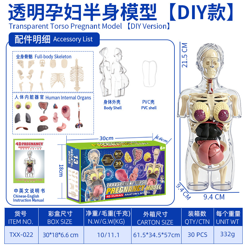 Modelo del cuerpo humano, juguetes educativos STEM para niños, modelo de anatomía humana desmontable, reconocimiento de órganos, fabricante, venta al por mayor image 14