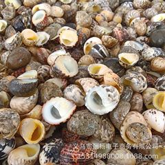 玉女のサザエの天然の貝殻のサザエの海星diyの寄居蟹の家は殻の水槽の額縁を換えてメーカーを飾ります。