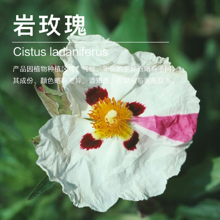 ��Ӧ��õ�崿¶  ������ȡ��õ�崿¶  ��ӭ��ѯ��ⱸ������