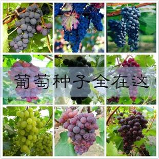 ���ѷN���ļ����̨���Ծ޷�õ�������ӟo������ˮ���N�ј���