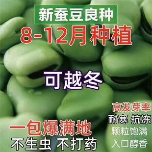 Broad Bean Seeds Seven-Star Extra Large Broad Bean Huge Luohan Bean Seeds Autumn and Winter Sowing Early Maturing Cold-Resistant Bean Seeds