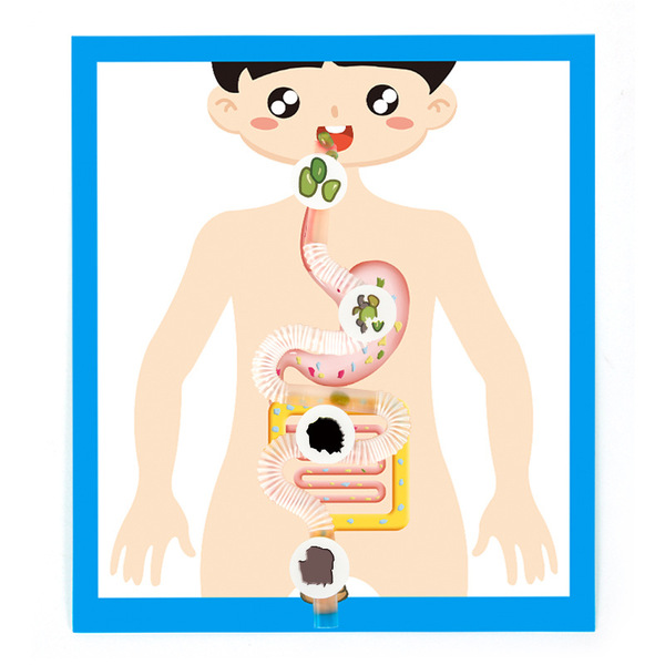 Physiological digestive system for experiments for traveling