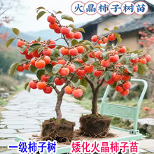 �����������������Ә�����ϱ����NֲͥԺ�����������Ә���