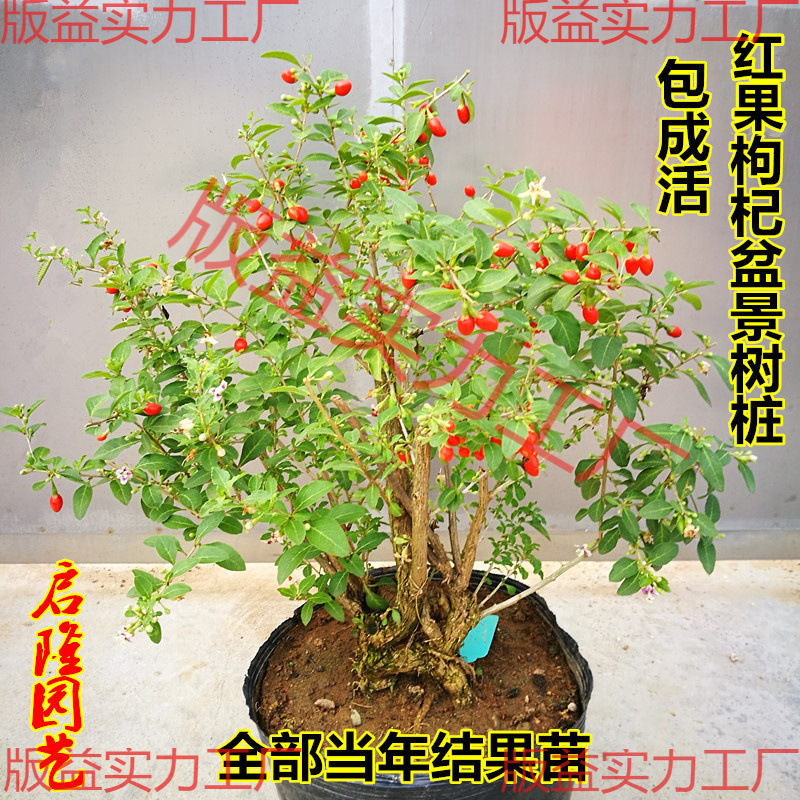 枸杞盆景老桩造型枸杞树桩枸杞盆栽耐寒树苗观赏阳台当年开花结果