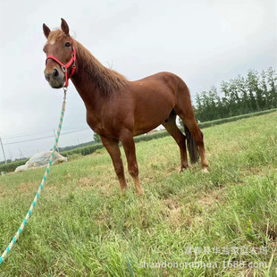 ��������c�Rƥ �����R �ɹ��R ���a�����R���^�^�p�R