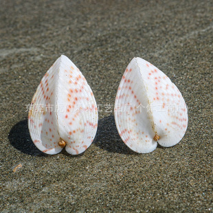 Chicken Heart Snail Landscape Fish Tank Floor Decoration Photography Props Shell Collection Specimen Natural Conch Decoration Good-looking