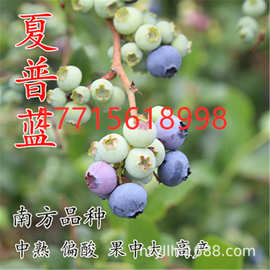 盆栽南北方种植夏普兰蓝莓树果苗大带土带叶发货当年挂果四季盆栽