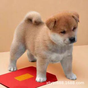 ���N�S���������A��@Ȯ���Ȯ��tȮ�����oԺ���B���ڴ��S������