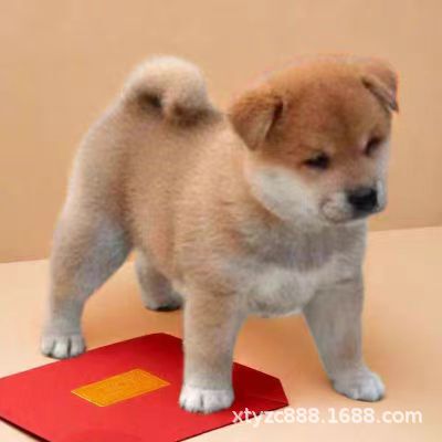 Purebred Yellow Dog, White-Faced Chinese Rural Dog, Five-Black Dog, Five-Red Dog, Guard Dog for Home Protection, Authentic Large Yellow Dog, Iq