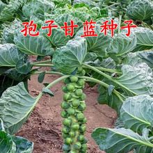 孢子甘藍種子小型芽球包心菜種籽抱子甘蘭春夏季陽台盆栽蔬菜種孑