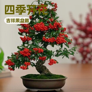 ���辰�Ϙ����簫�����҃�СͥԺ�t��ֲ��䘶�M�üt���������