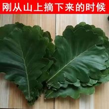 干粽叶精选粽叶野生大槲叶新鲜晾干包粽子胡叶玻璃桲椤叶菠萝叶饼