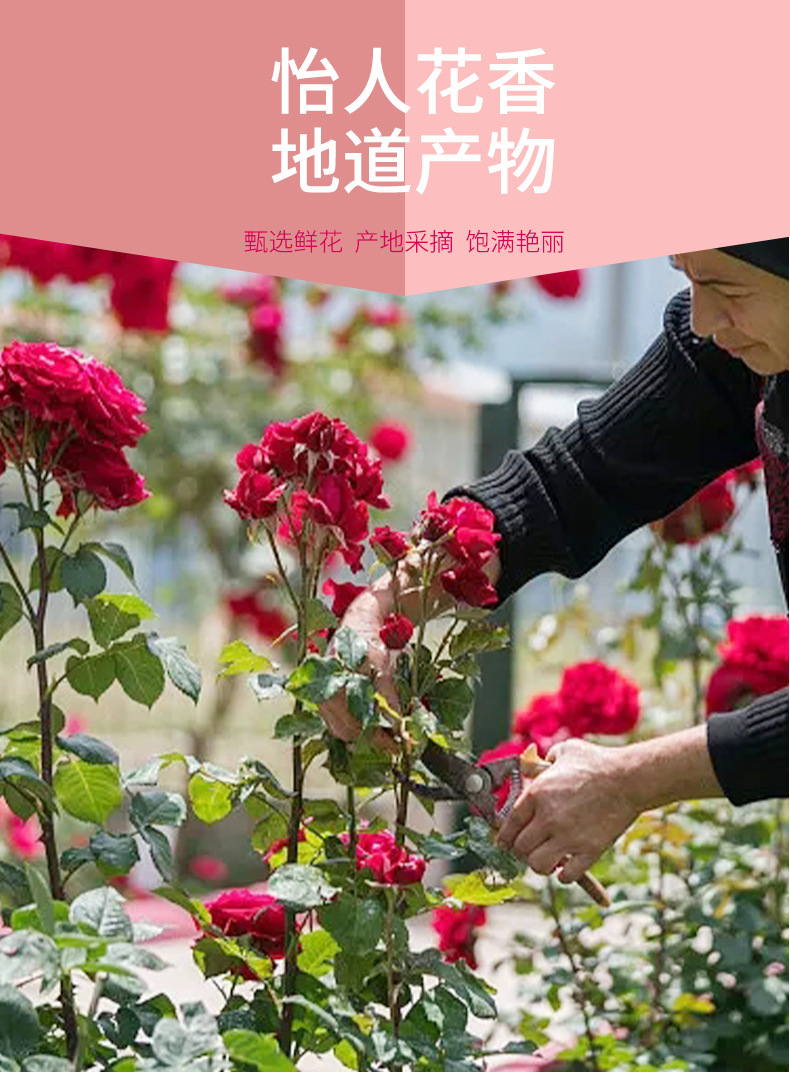 Yunnan First Harvest Freeze Dried Dark Red Rose Tea Double Petal Rose Buds Loose Flower Tea 50g preparation