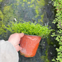 翠云草盆栽 情人草 龙须 蓝草蓝地柏 绿绒草 伸脚草 花境地被植物