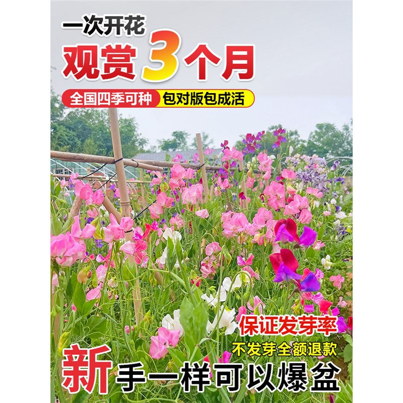 Sweet Pea Flower Seeds Butterfly Cut Flower Pea Flower Seeds Courtyard Landscape Flower Sea Potted Perennial Climbing Flower