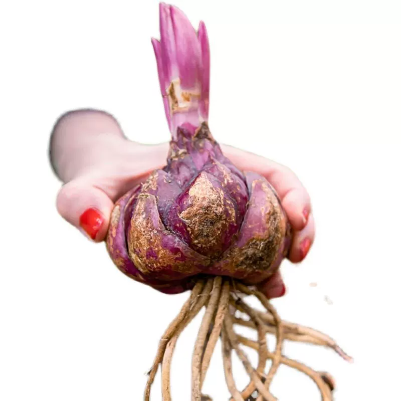 重瓣香水百合花种球带牙种子多头四季开花矮生浓香室内外花卉盆栽