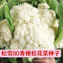 松雪80种子青梗松花菜种子四季散花菜蔬菜耔种花椰菜种子高产菜花