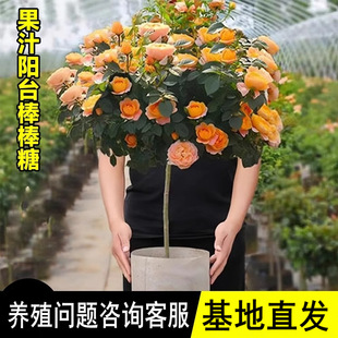 ��֭�̨�¼������ǘ䘶�����¼�����༾�_����ֲ��ͥԺ�Nޱ����