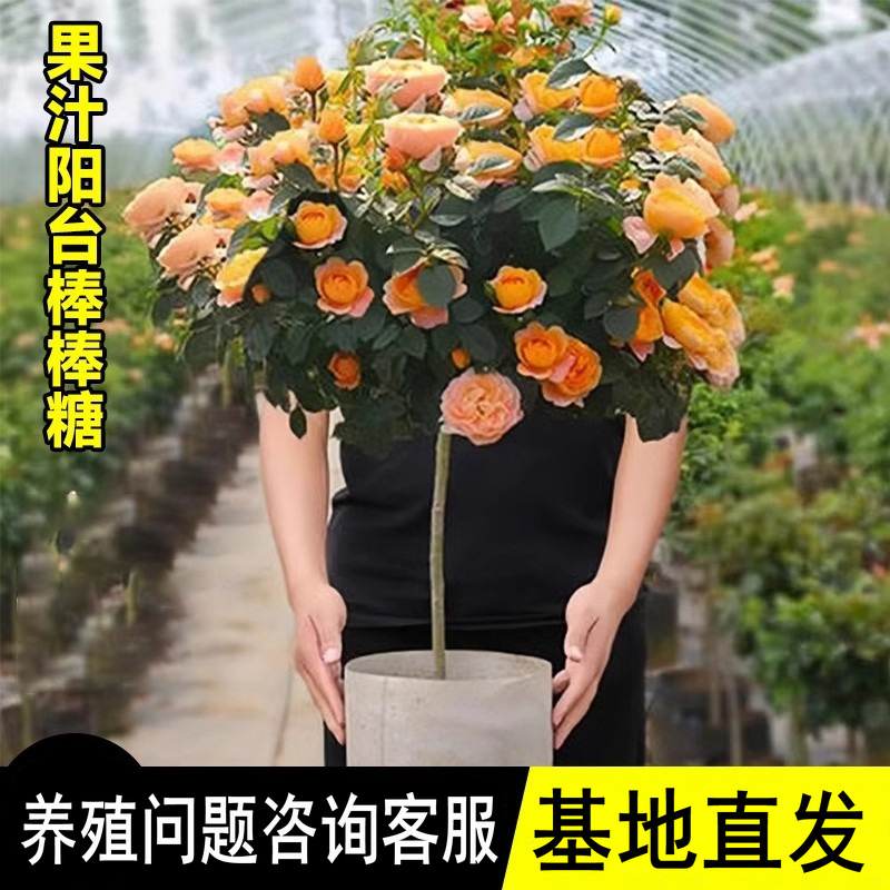 果汁阳台月季棒棒糖树桩带花月季花苗多季开花卉植物庭院蔷薇花苗