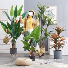 ��ֲ������B�����Ѫ���҃�ֲ���W��������˾G�b������Ի���