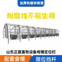 批量供货猪用热镀锌限位栏规模化猪场用养殖栏加厚管材母猪定位栏