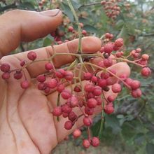 �������l��t�ۻ������� Ʒ�N���׳ɻ��t�ۻ�������r��