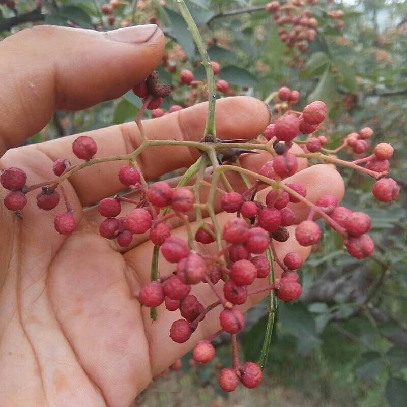 基地批发大红袍花椒树苗 品种好易成活大红袍花椒树苗价格