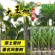大王椰树苗大王棕树苗大王椰苗别墅庭院风景树绿化观赏树
