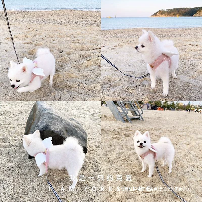 Жилет для домашних животных с крыльями ангела, шлейка для прогулок с собакой, поводок для маленькой собаки йоркширского терьера, полиэстер, подробная информация, юбка