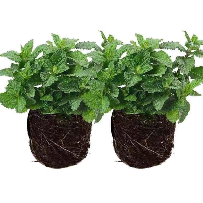 Original soil mint + fertilizer [two pots]