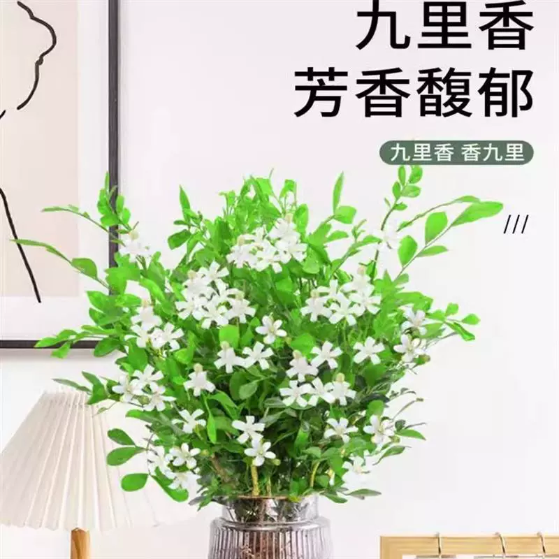 Гидропонные растения в горшках, бамбук от комаров, комнатные ароматные цветы жасмина с бутонами, гардения, легко выращиваемые зеленые растения, парфюмерная гидропоника.