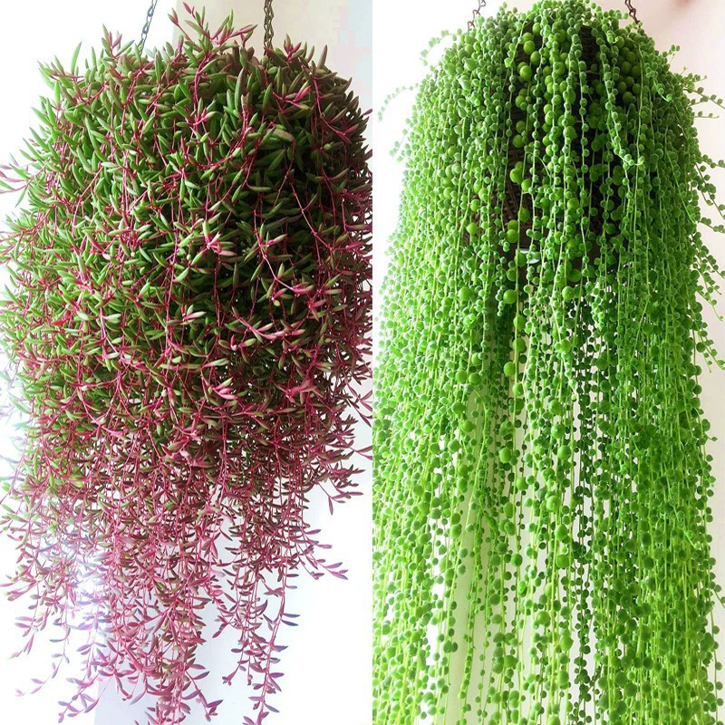 Бусины Будды мясное растение Бусины Будды Висячие Орхидеи в горшке Висячие фиолетовые Xuan месяц Висячие Орхидеи Большой Фиолетовый Xuan месяц Бусины Будды большой бассейн