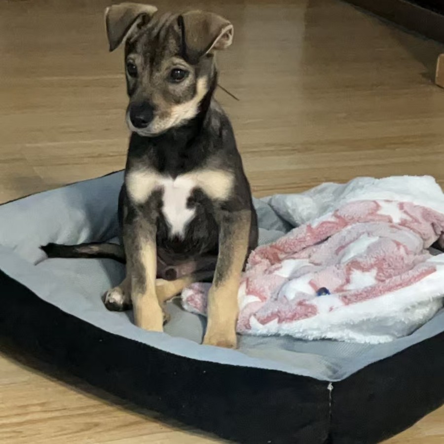 宠物布料 仿超狗窝布拖鞋绒北极绒水晶超柔 印花法兰绒 纺超保暖