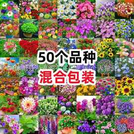 花种子四季播种开花不断百日草波斯菊种子阳台庭院易种花卉花种籽