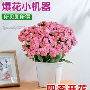 Potted Longevity Flower with Large Double Petals, Golden Fox with Buds, Suitable for Indoor Balcony, Easy to Care for All Seasons, Succulent Flower Plant