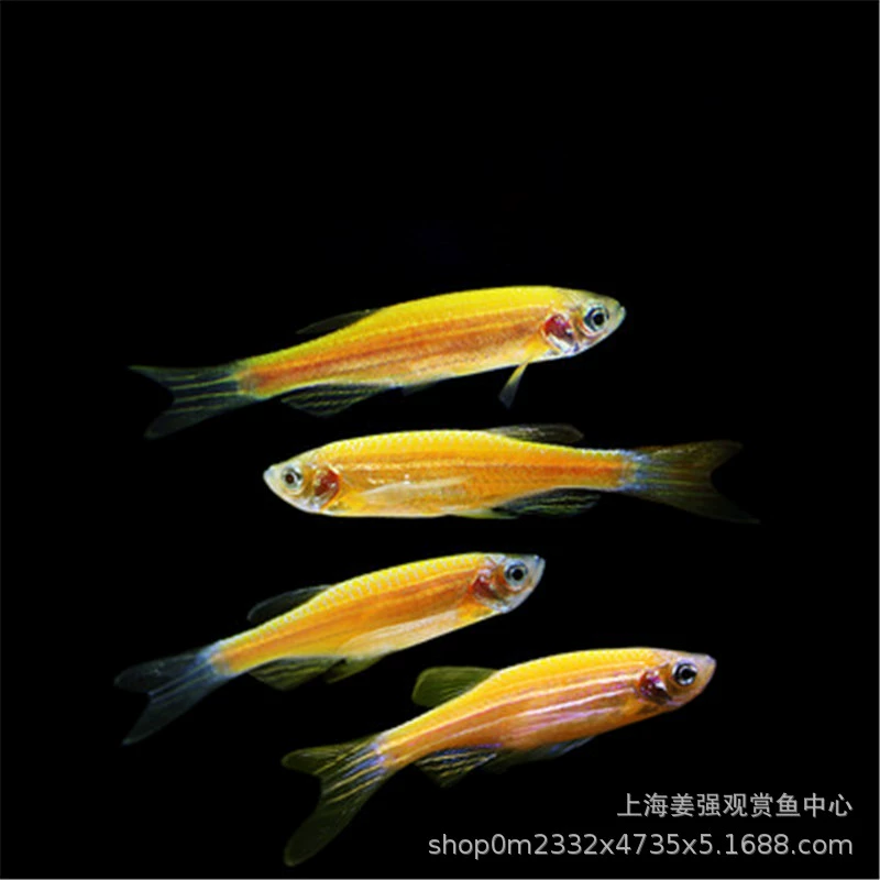 Тропические рыбы декоративные рыбы холодная вода рыба конфеты Зебра лимон Зебра Трава Аквариум рыба домашнее животное рыба светофор Павлин устойчивый
