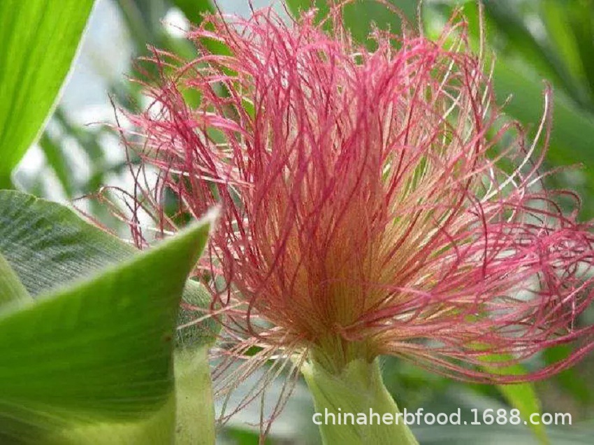 Corn Silk Tea Bags Yu Mi Xu Zea mays Dried Herbal Tea 50g Natural Farm Style quality and texture