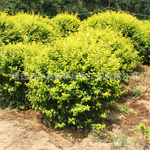 Wholesale Base of Golden Leaf Ligustrum Seedlings for Road Engineering Greening Shrubs, Evergreen Potted and Ground-Planted Premium Ligustrum Balls