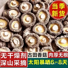 �㹽��؛500g��ɽ�^�����؛���㹽ԭľ����ʳ�þ�Ģ���S��ֱ�l