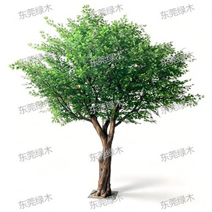 Large Artificial Banyan Tree for Landscaping �쾰�����Ř�
