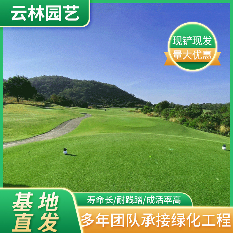 厂家基地供应高尔夫果岭草草坪 果岭草沙坪 常绿真草坪草皮耐践踏
